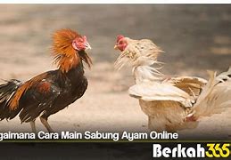 Mimpi Menang Sabung Ayam